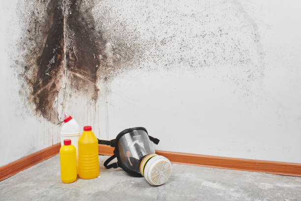 Best Fast Mold Removal  in The Meadows, FL