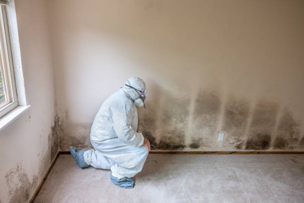 Best Emergency Mold Removal  in The Meadows, FL