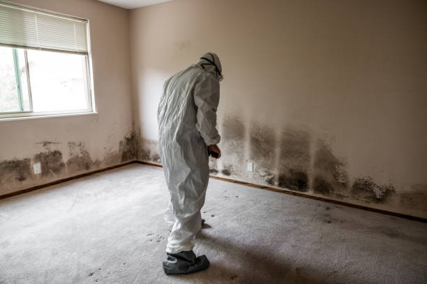 Best Mold Damage Repair  in The Meadows, FL