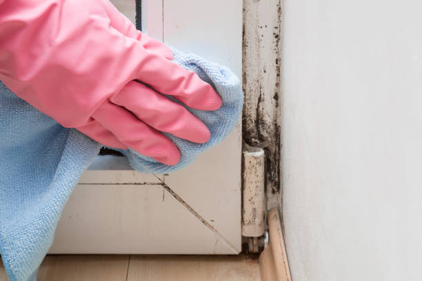 Best Same-Day Mold Removal  in The Meadows, FL