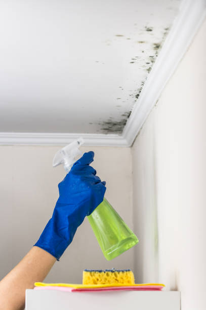 Best Office Mold Removal Services  in The Meadows, FL